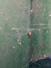 Parasteatoda tepidariorum