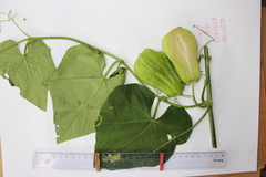 Sechium edule image