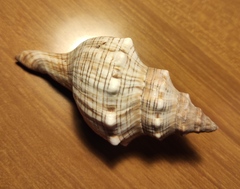 Pleuroploca trapezium