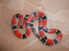 Micrurus corallinus
