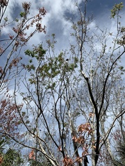 Acer rubrum image