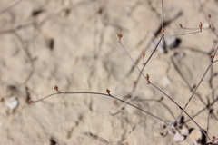 Eriogonum bifurcatum