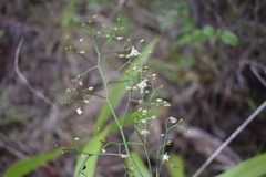 Dianella sandwicensis