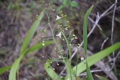 Dianella sandwicensis