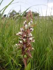 Satyrium sphaerocarpum