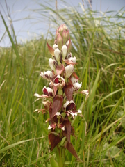 Satyrium sphaerocarpum