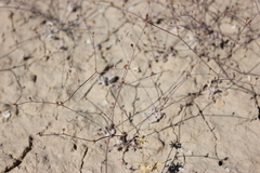 Eriogonum bifurcatum