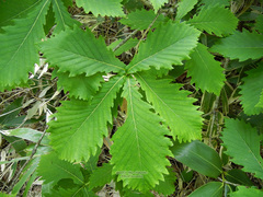Quercus mongolica crispula