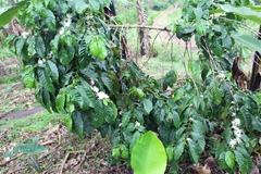 Coffea canephora
