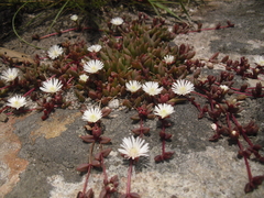Delosperma subpetiolatum