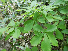 Quercus mongolica crispula