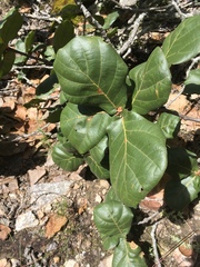 Quercus jonesii