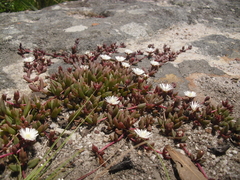 Delosperma subpetiolatum