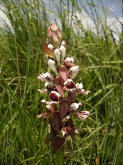 Satyrium sphaerocarpum
