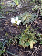 Saxifraga carpetana image