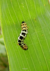 Abraxas grossulariata