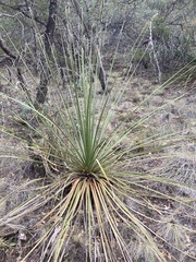 Nolina erumpens
