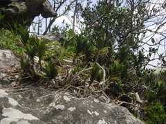 Tridactyle bicaudata rupestris