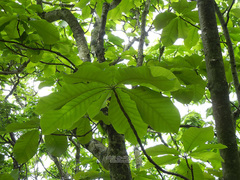 Magnolia obovata