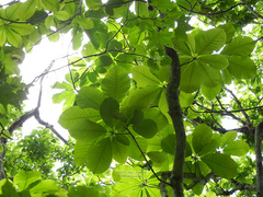 Magnolia obovata