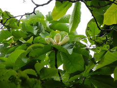 Magnolia obovata