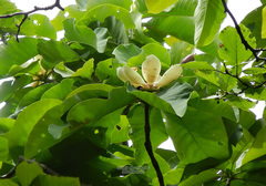 Magnolia obovata