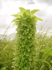 Eucomis autumnalis