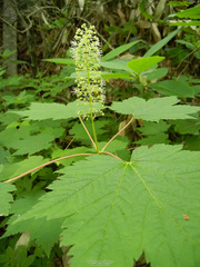 Acer ukurunduense