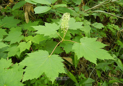 Acer ukurunduense