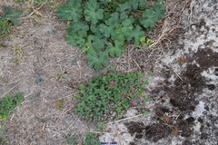 Trifolium pratense