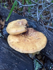 Polyporus mcmurphyi