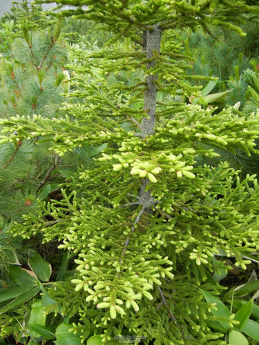Picea glehnii iNat (3)