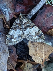 Hydriomena albifasciata