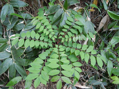Toxicodendron trichocarpum