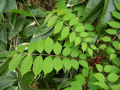Toxicodendron trichocarpum