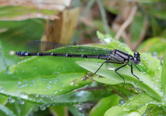 Enallagma circulatum