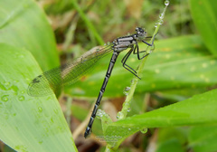 Enallagma circulatum