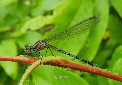 Enallagma circulatum