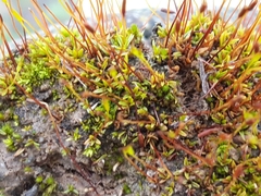 Aloina aloides