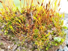 Aloina aloides