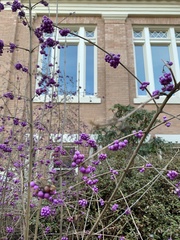 Callicarpa americana