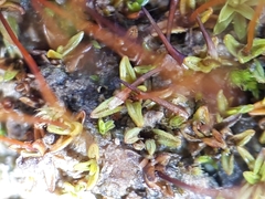 Aloina aloides