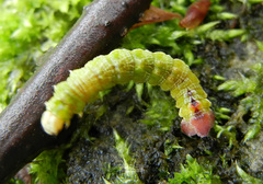 Geometra papilionaria