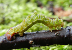 Geometra papilionaria