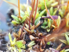 Aloina aloides