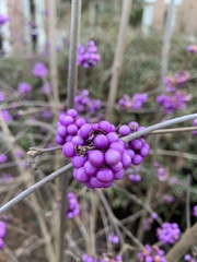 Callicarpa americana