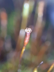 Aloina aloides