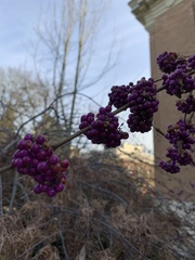 Callicarpa americana