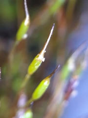 Aloina aloides