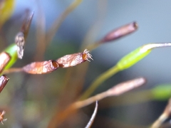 Aloina aloides